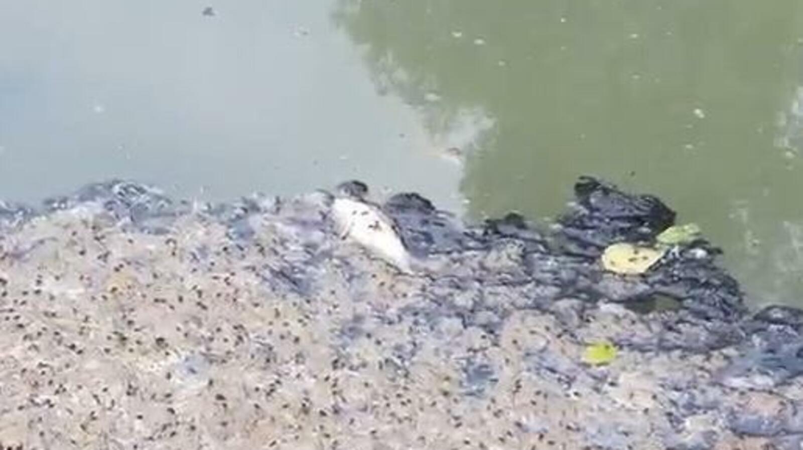 ИА «Башинформ»