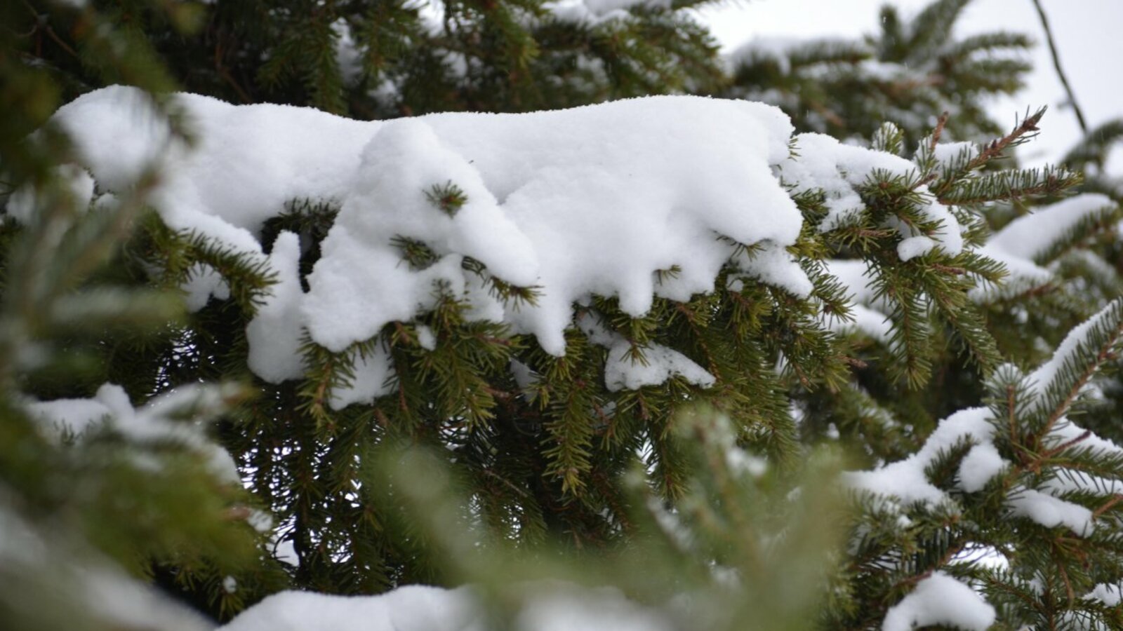 Ксения Калинина