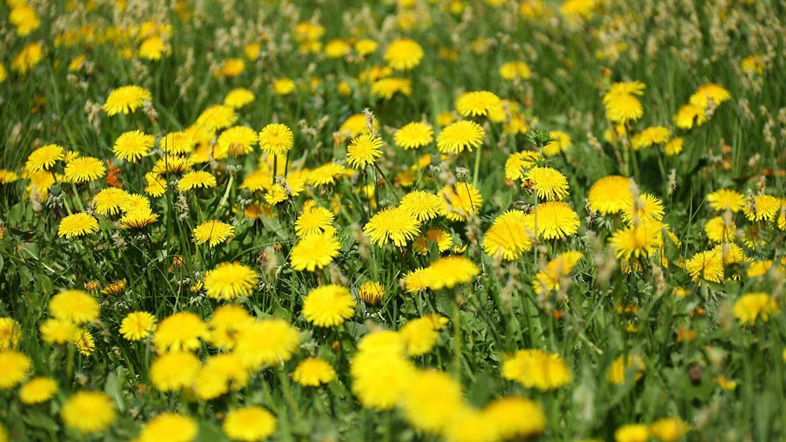 Валерий Шахов