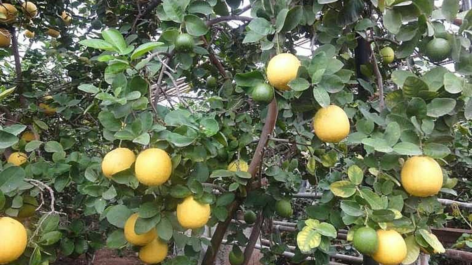 сайт Уфимского лимонария