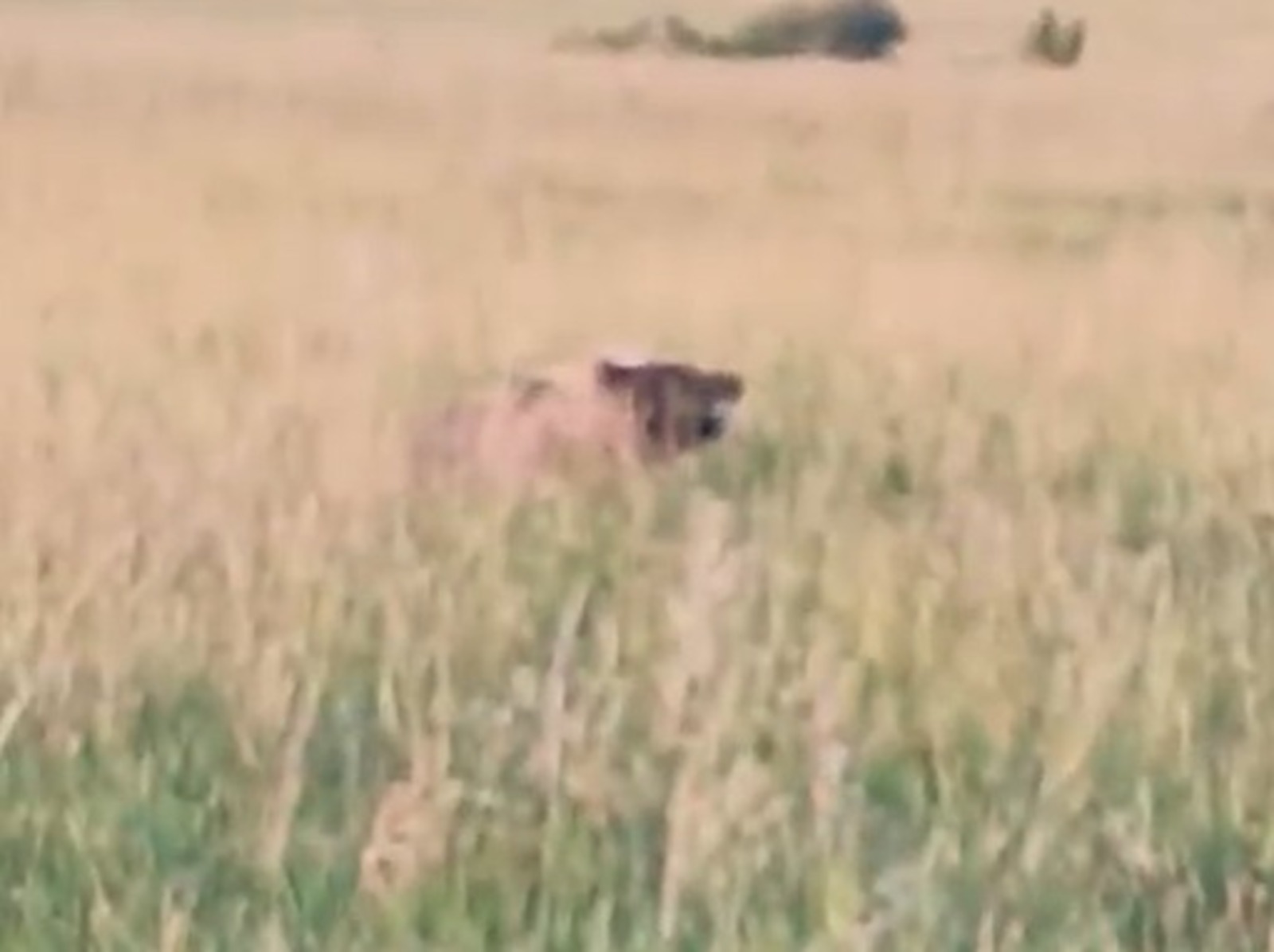 скрин видео