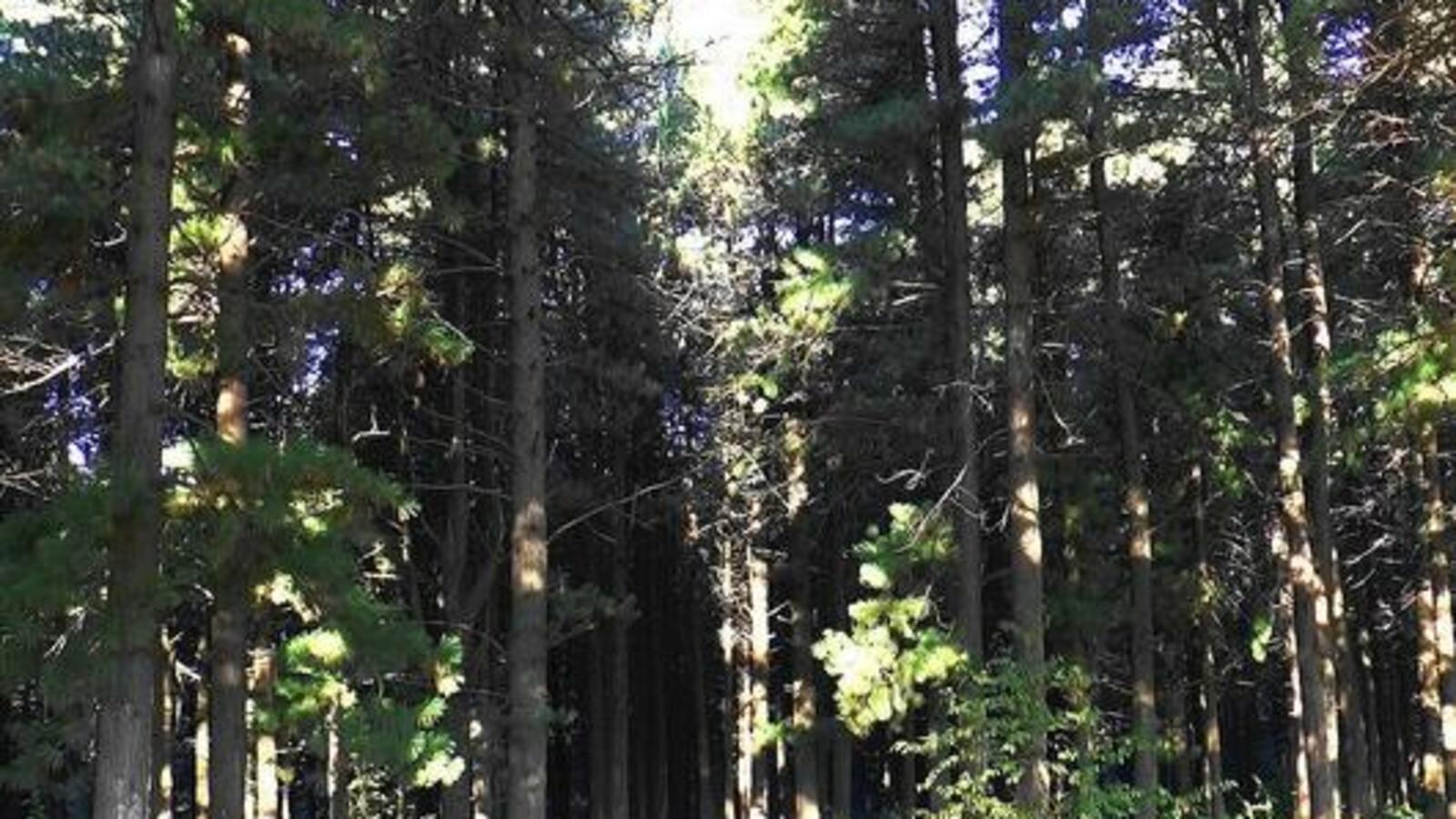 открытый источник