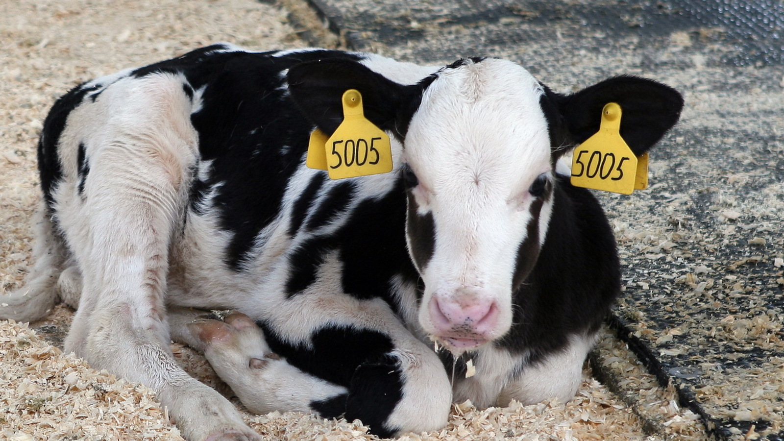 Олег Яровиков