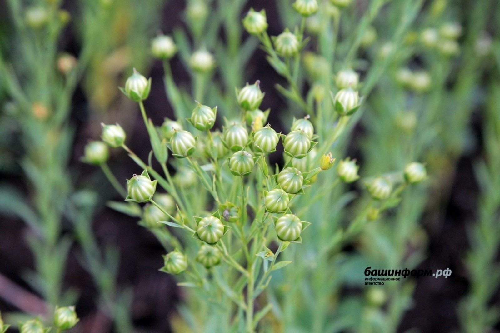 Олег Яровиков  архив ИА «Башинформ»