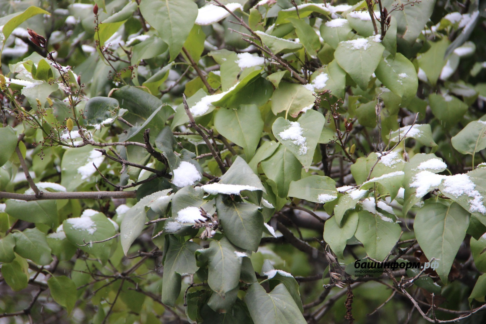 Ксения Калинина