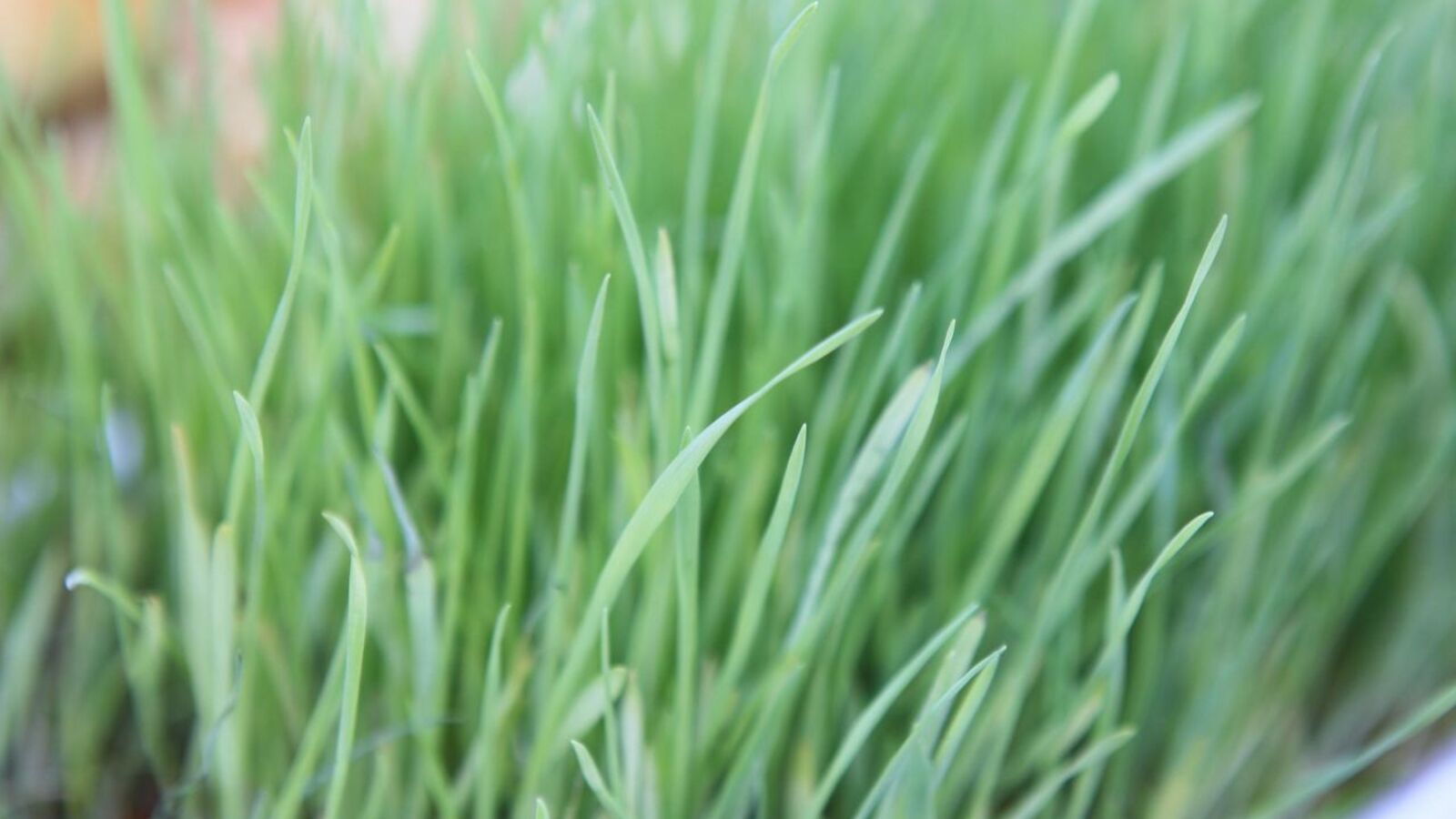 Андрей Старостин