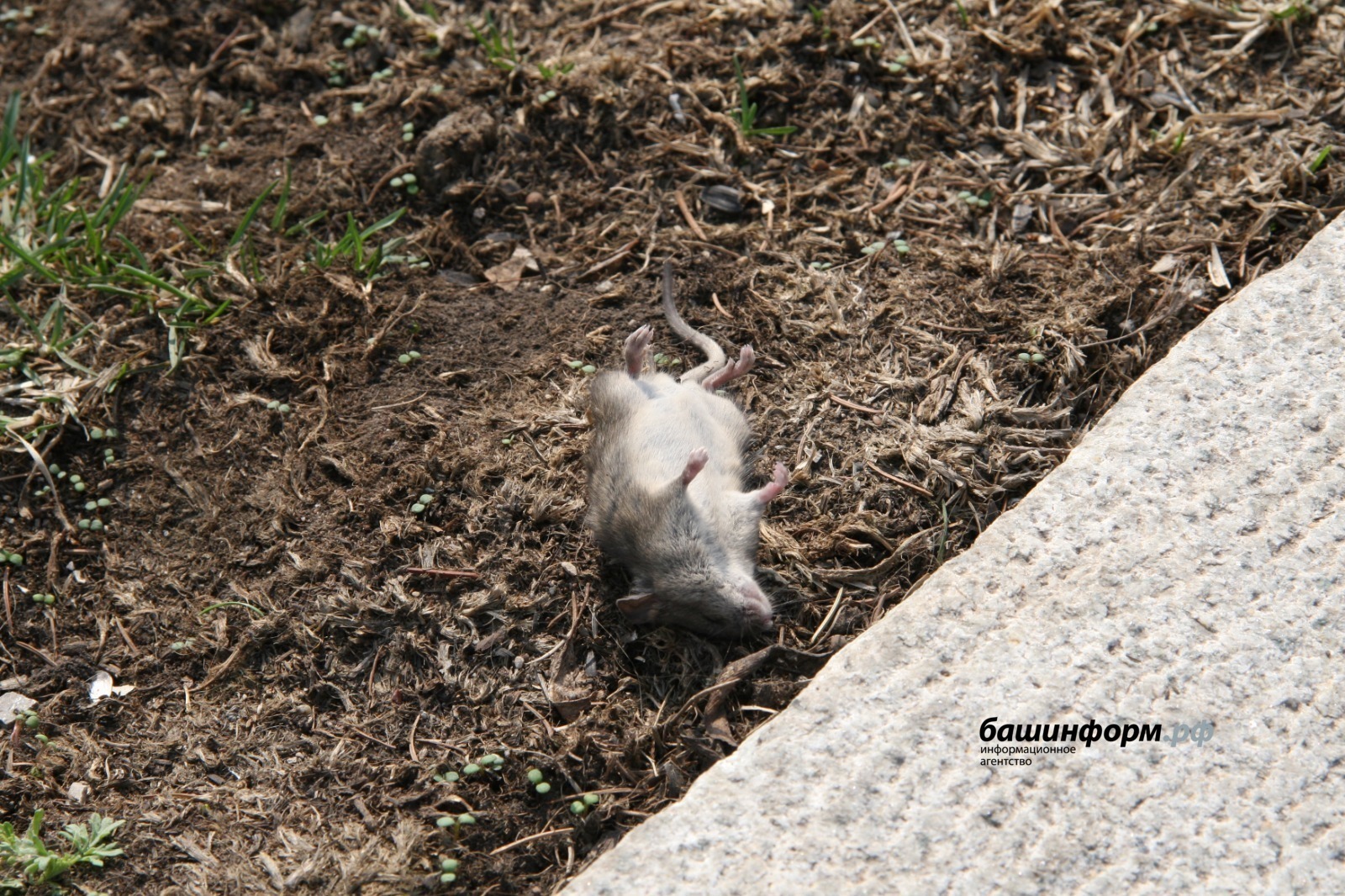 Валерий Шахов архив ИА «Башинформ»