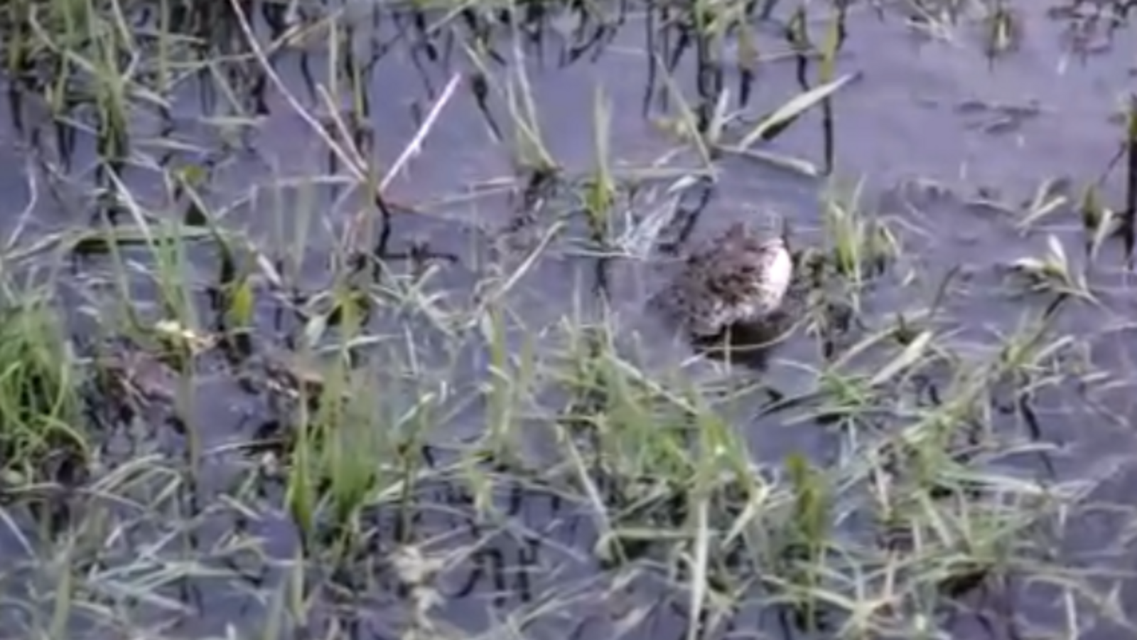 Стоп-кадр видео