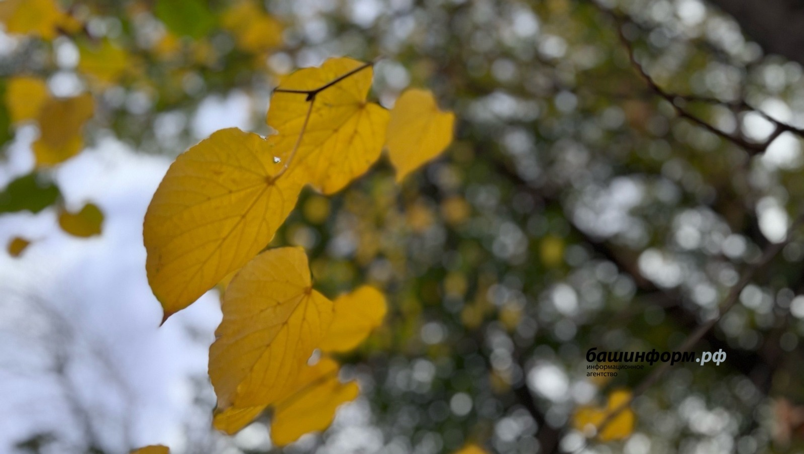 Ксения Калинина