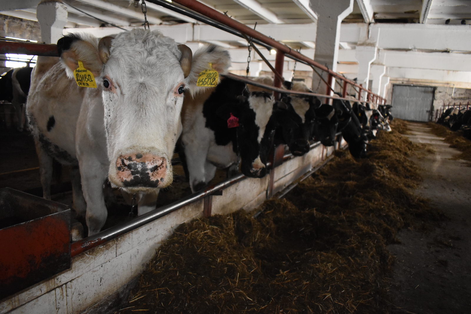 В Дуванском районе построят ферму на 1,3 тыс. голов коров