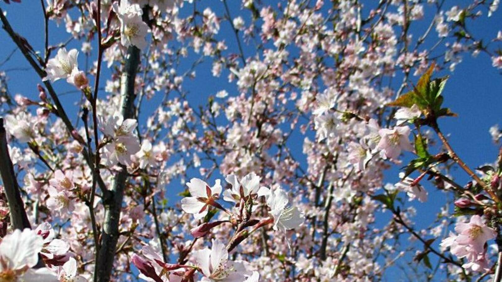 Надежда Рязанова