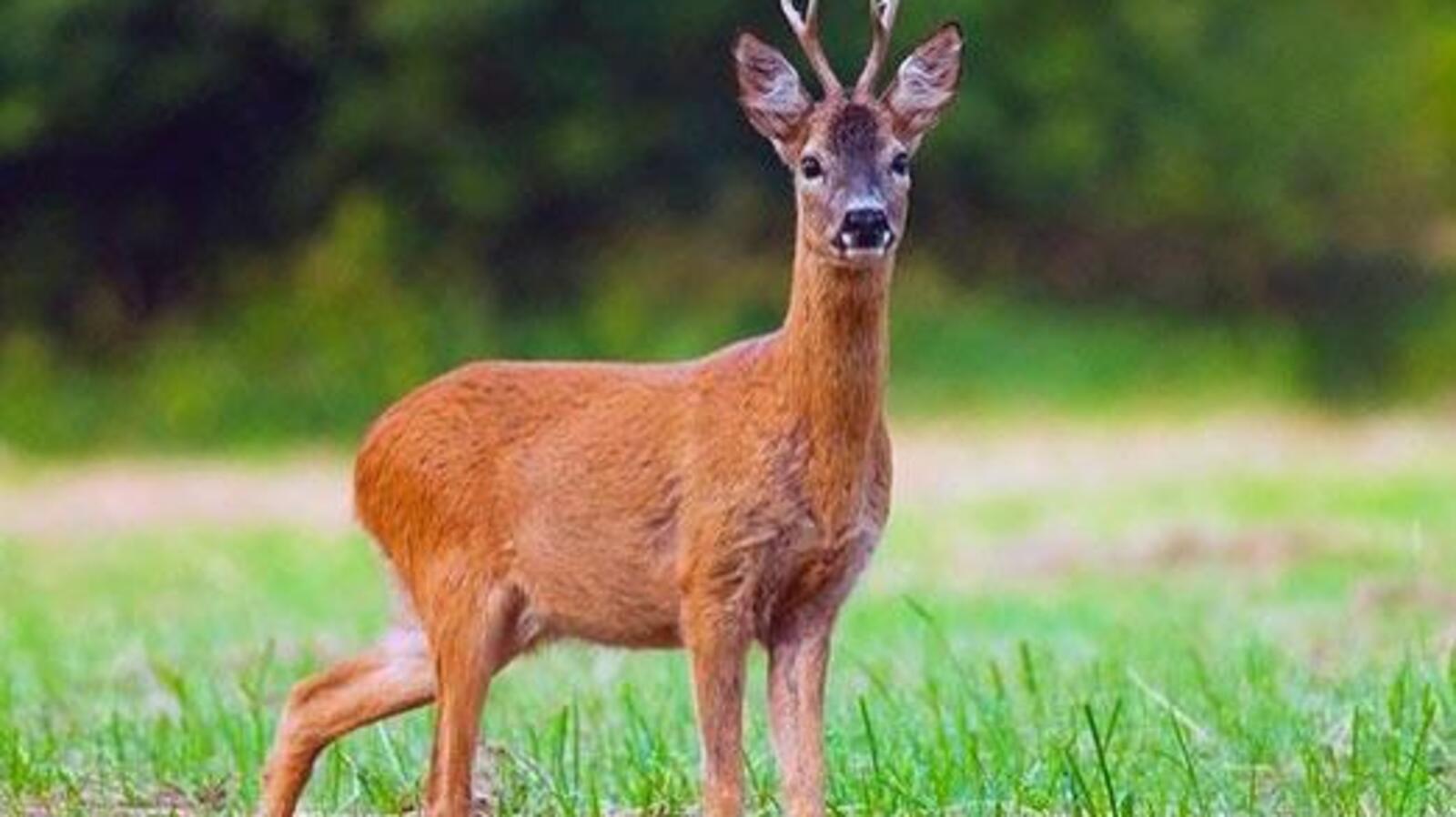 Из открытых источников