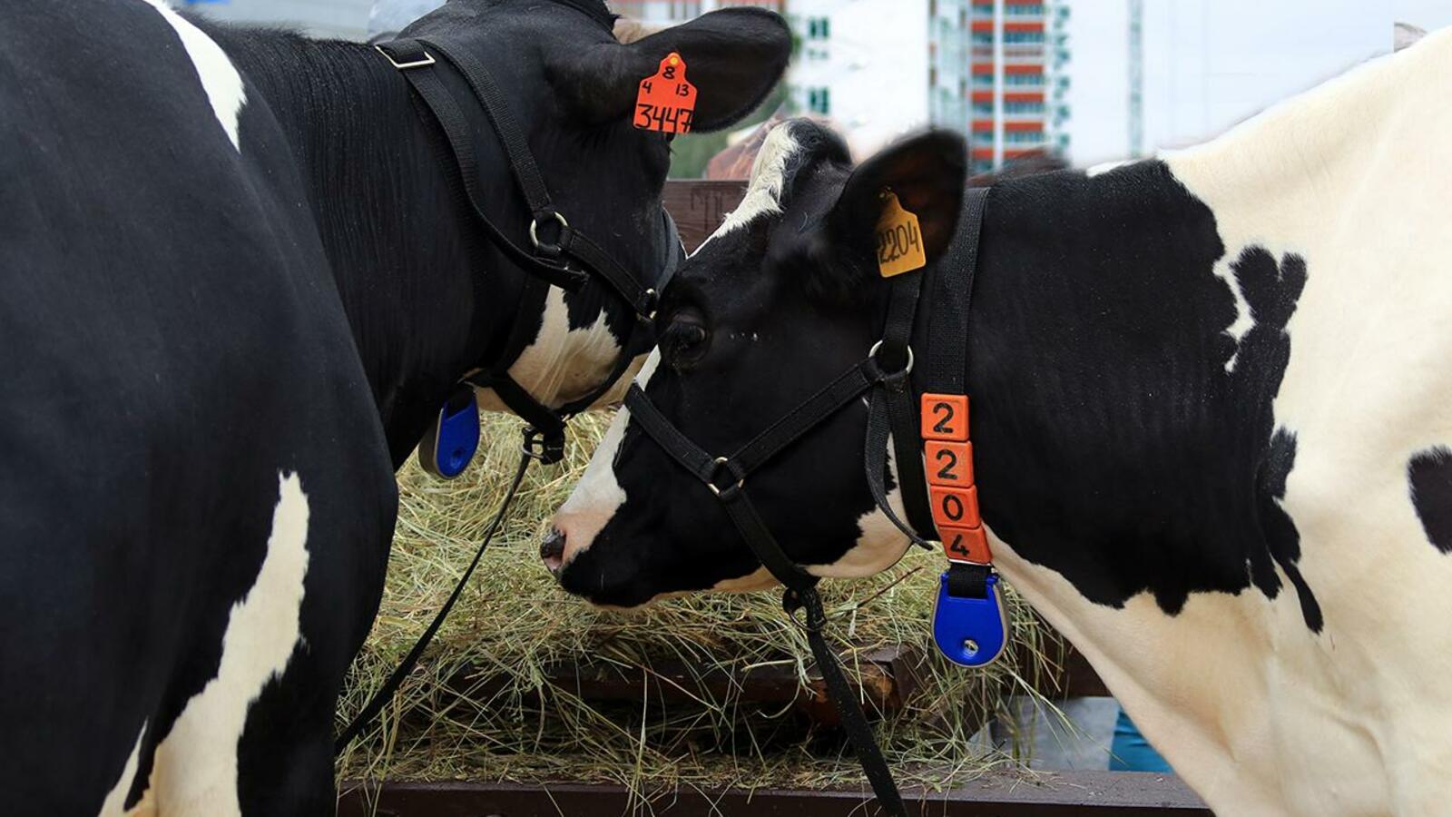 Андрей Старостин