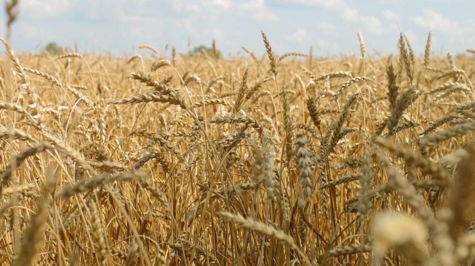 ИА «Башинформ»