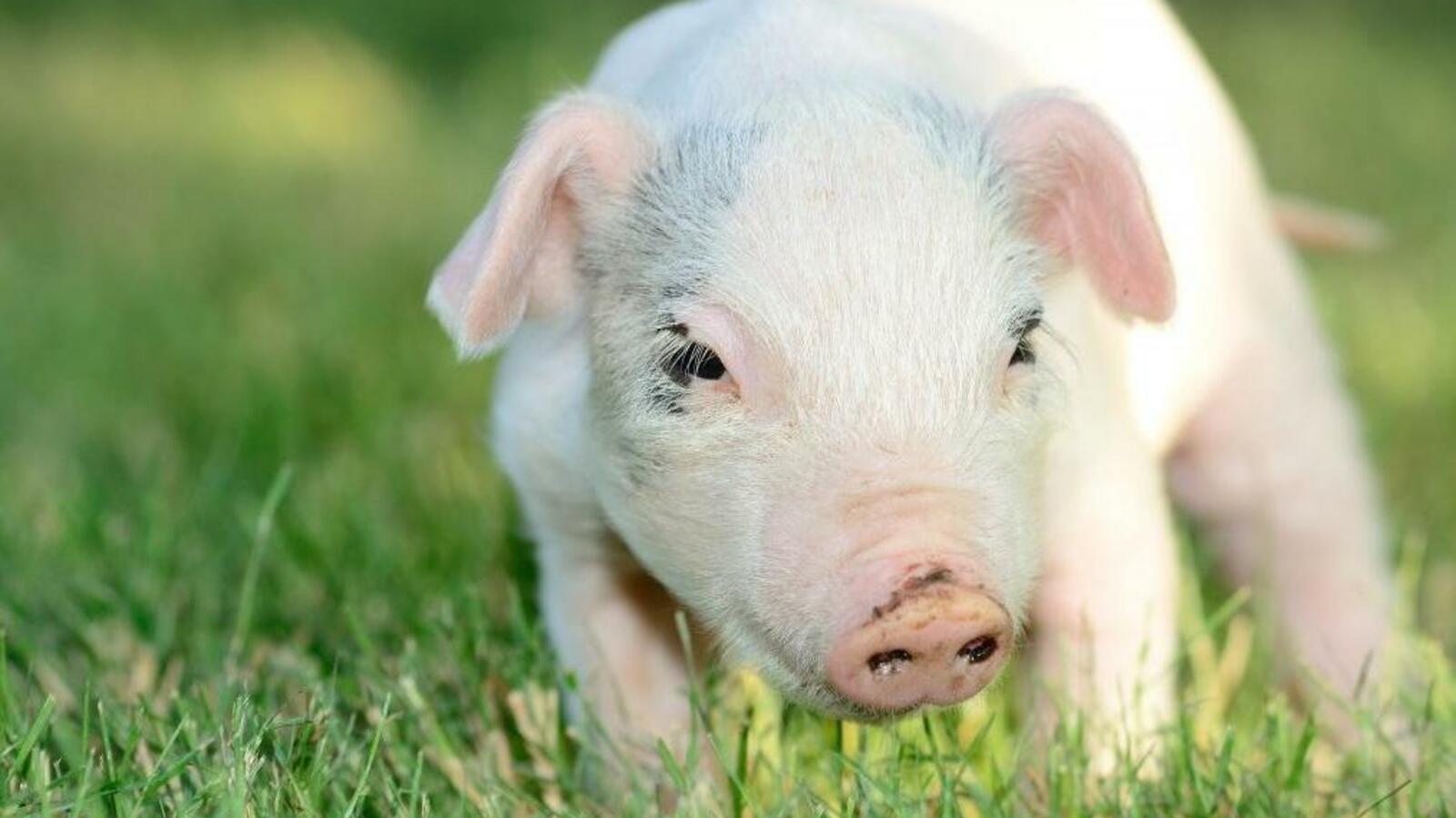 Национальный архив РБ