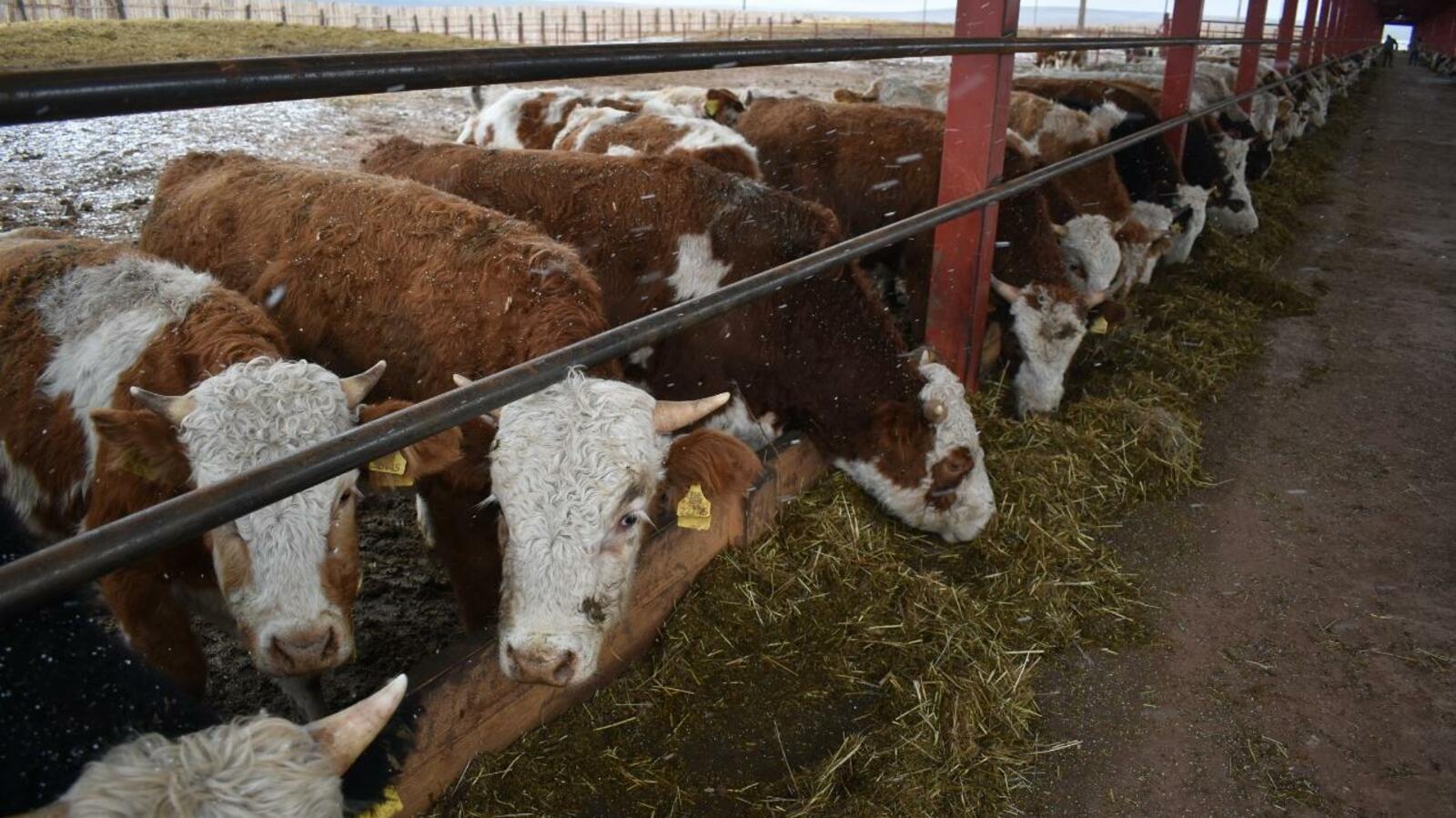 информотдел администрации Куюргазинского района