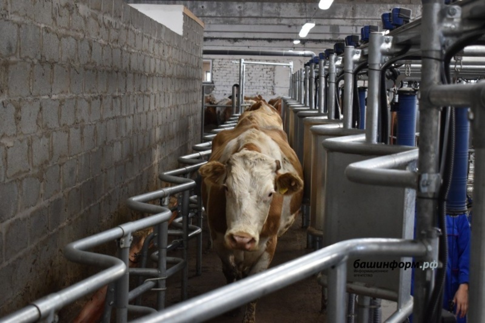 В Башкирии ужесточат требования к строительству ферм, чтобы предотвратить опасные заболевания скота