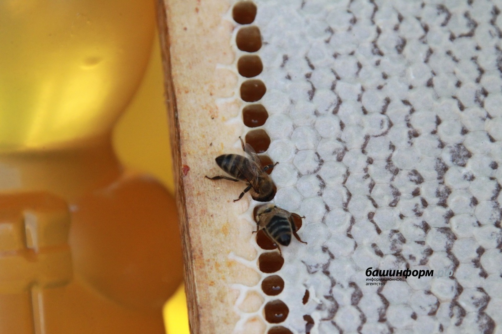 ИА «Башинформ» архив