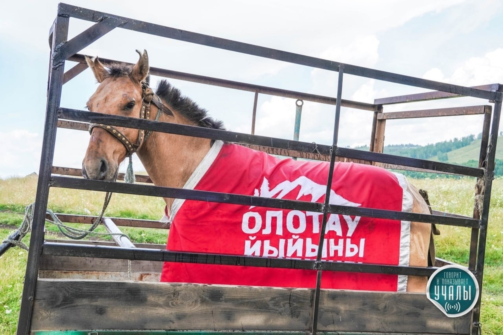 авторы проекта «Олотау йыйыны»
