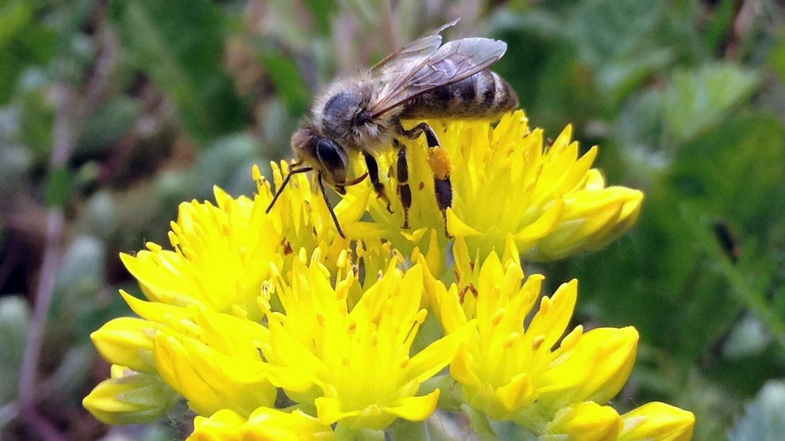 ИА "Башинформ"