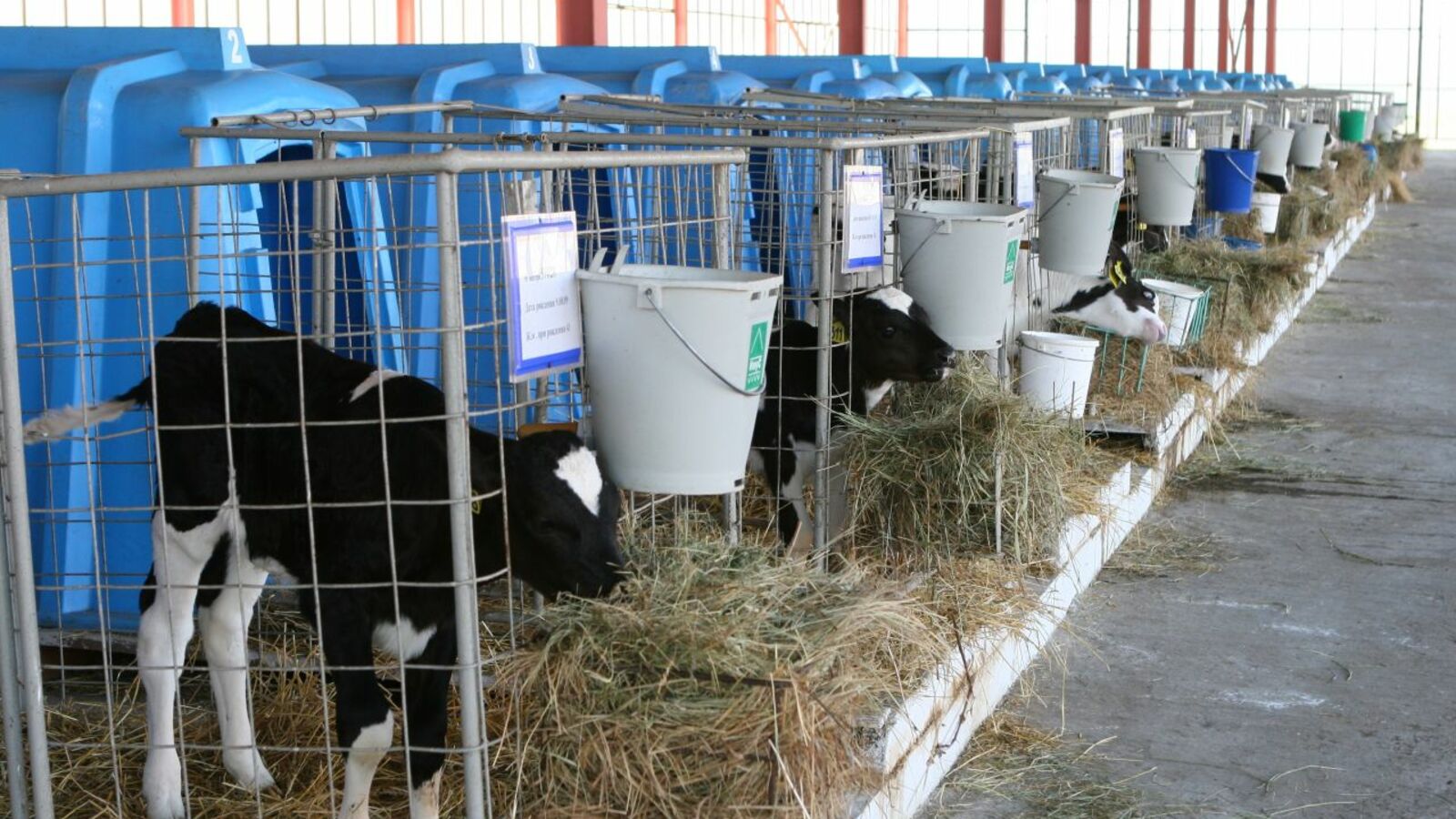 Андрей Старостин