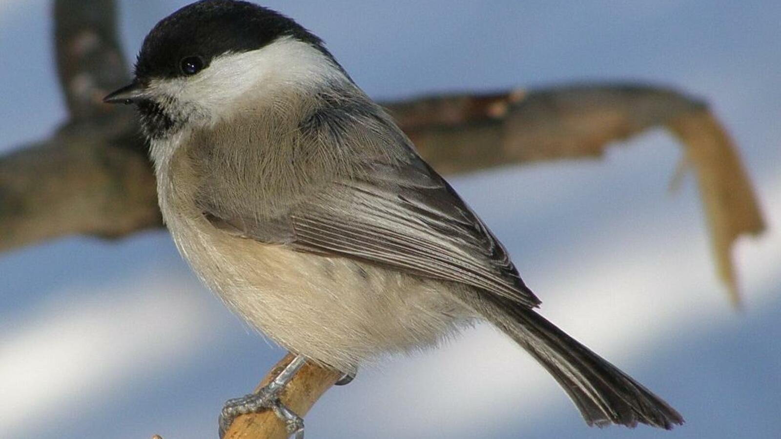 Союз охраны птиц России