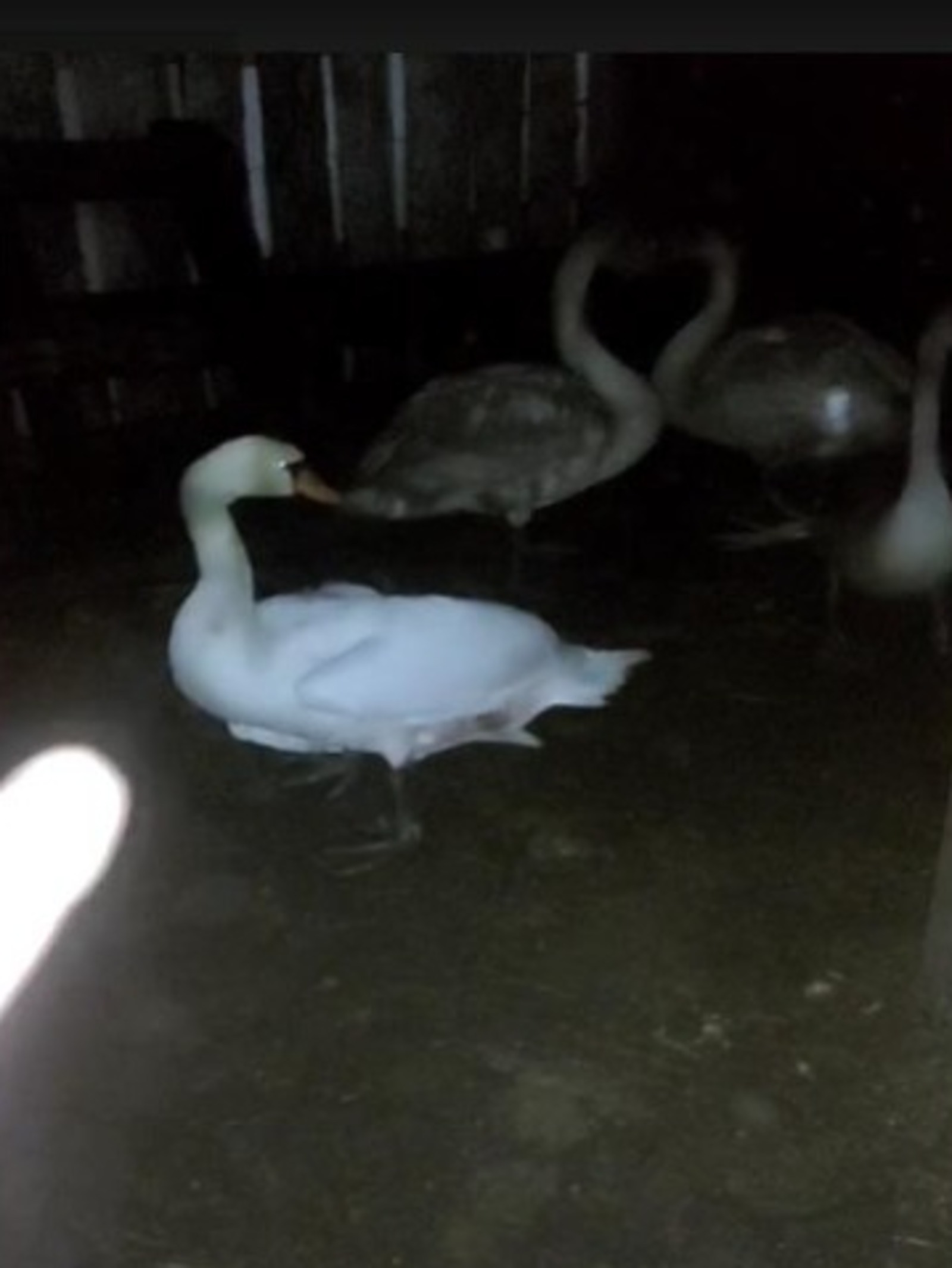 Центр реабилитации диких животных «Пин и Пуф» телеграм