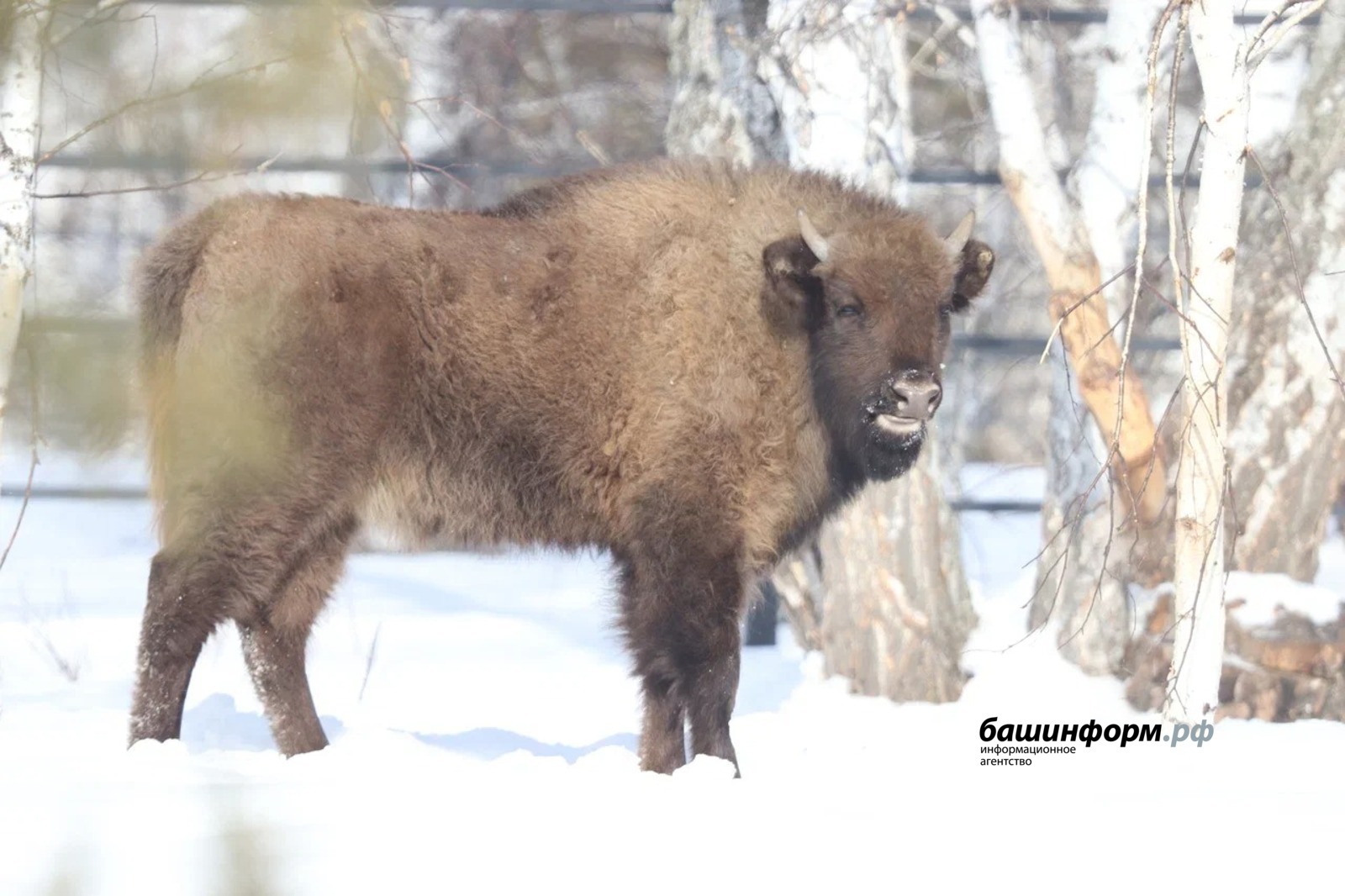 Станислав Шахов архив ИА «Башинформ»