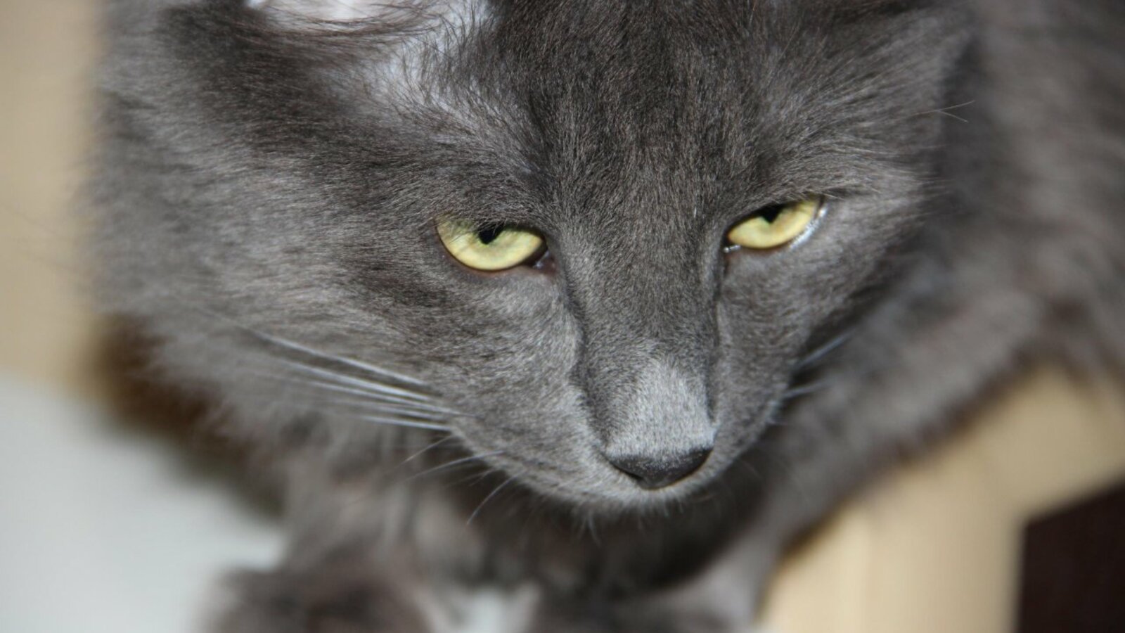 ИА «Башинформ»