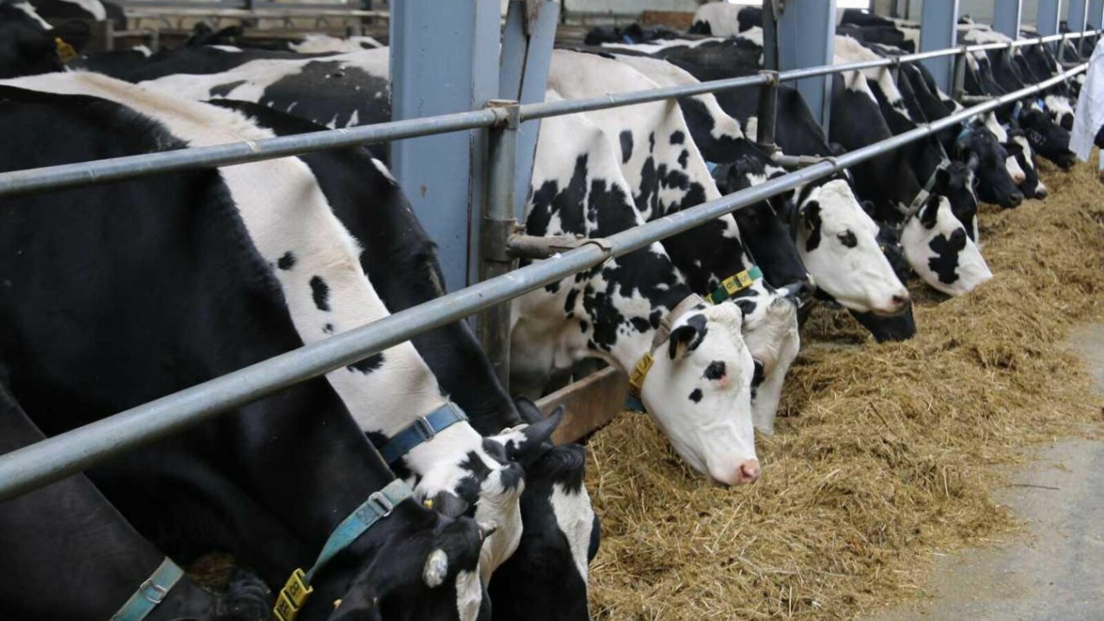 пресс-служба Башкирского НИИ сельского хозяйства