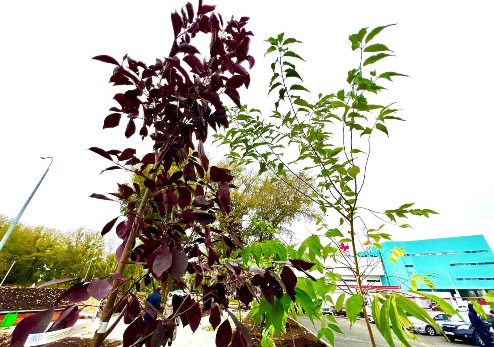 соцсети Ратмира Мавлиева