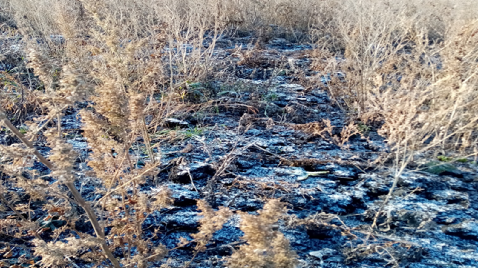 Россельхознадзор РБ