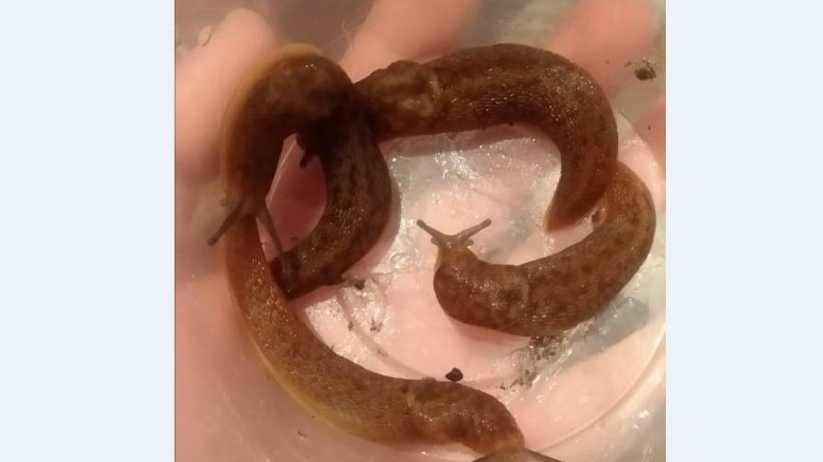 Степан Лязгин