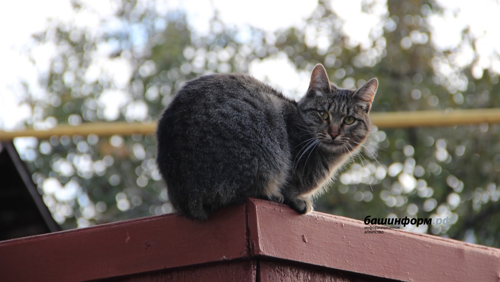 Ксения Калинина  ИА «Башинформ»