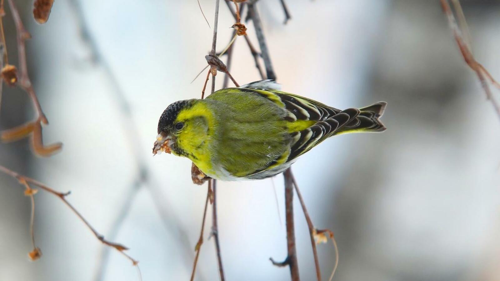 Валерий Шахов