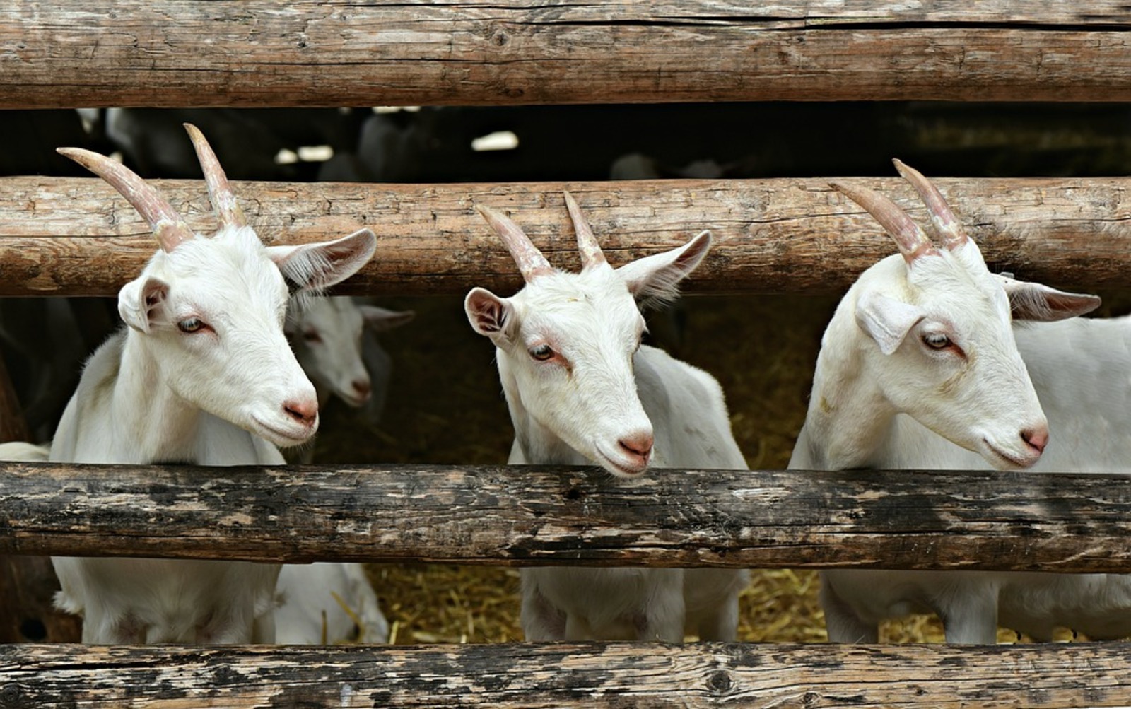 Минсельхоз РФ представил ветеринарные правила содержания овец и коз