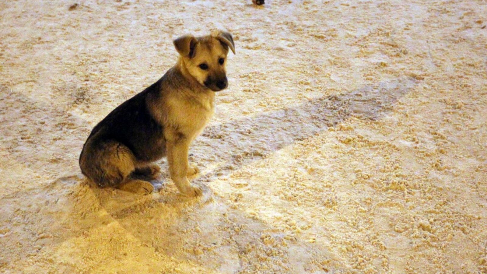 Олег Яровиков