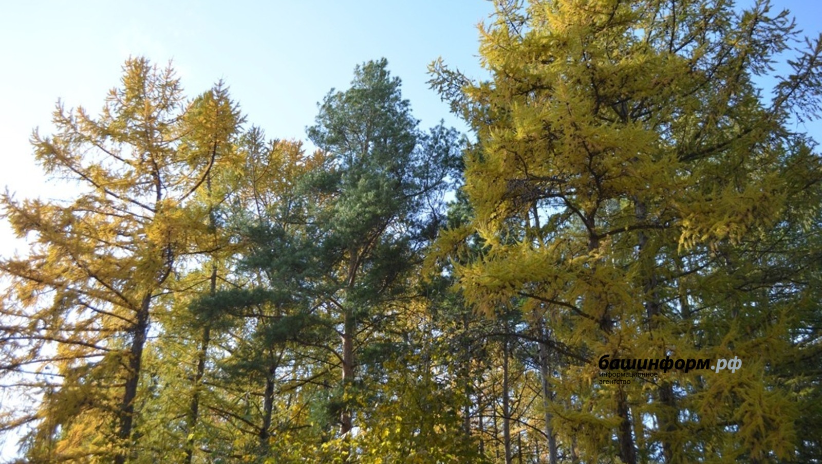 Ксения Калинина   ИА «Башинформ»