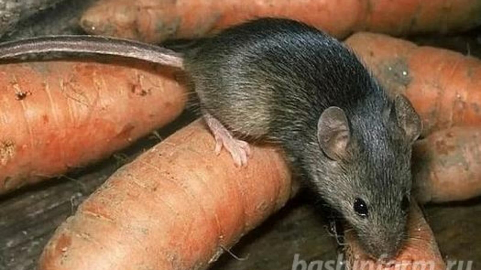 ИА «Башинформ»