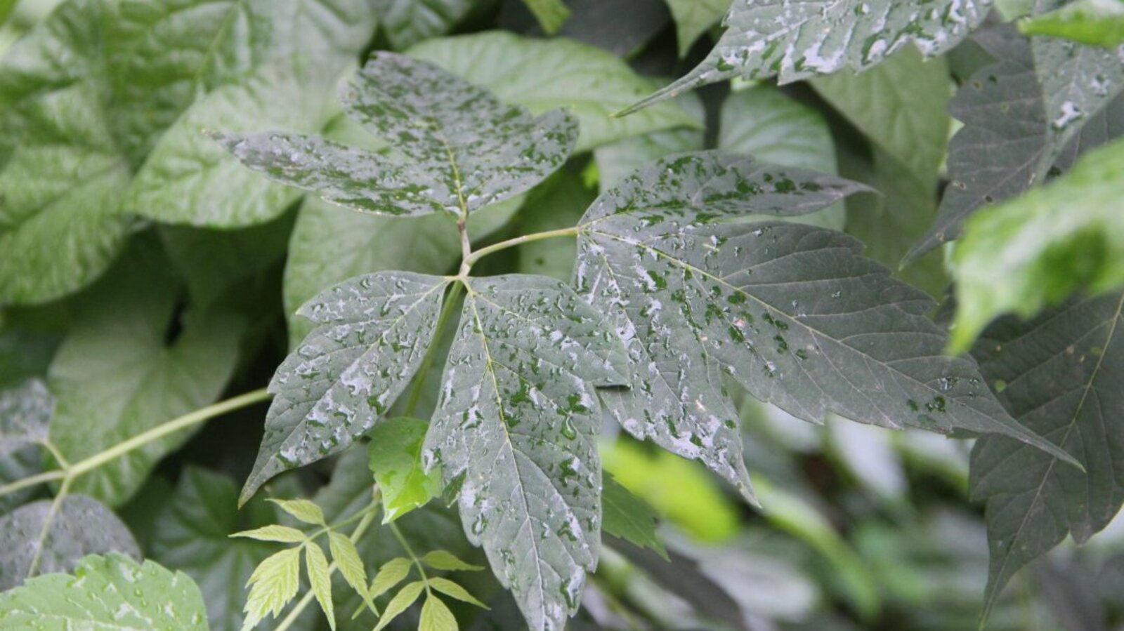 ИА "Башинформ"