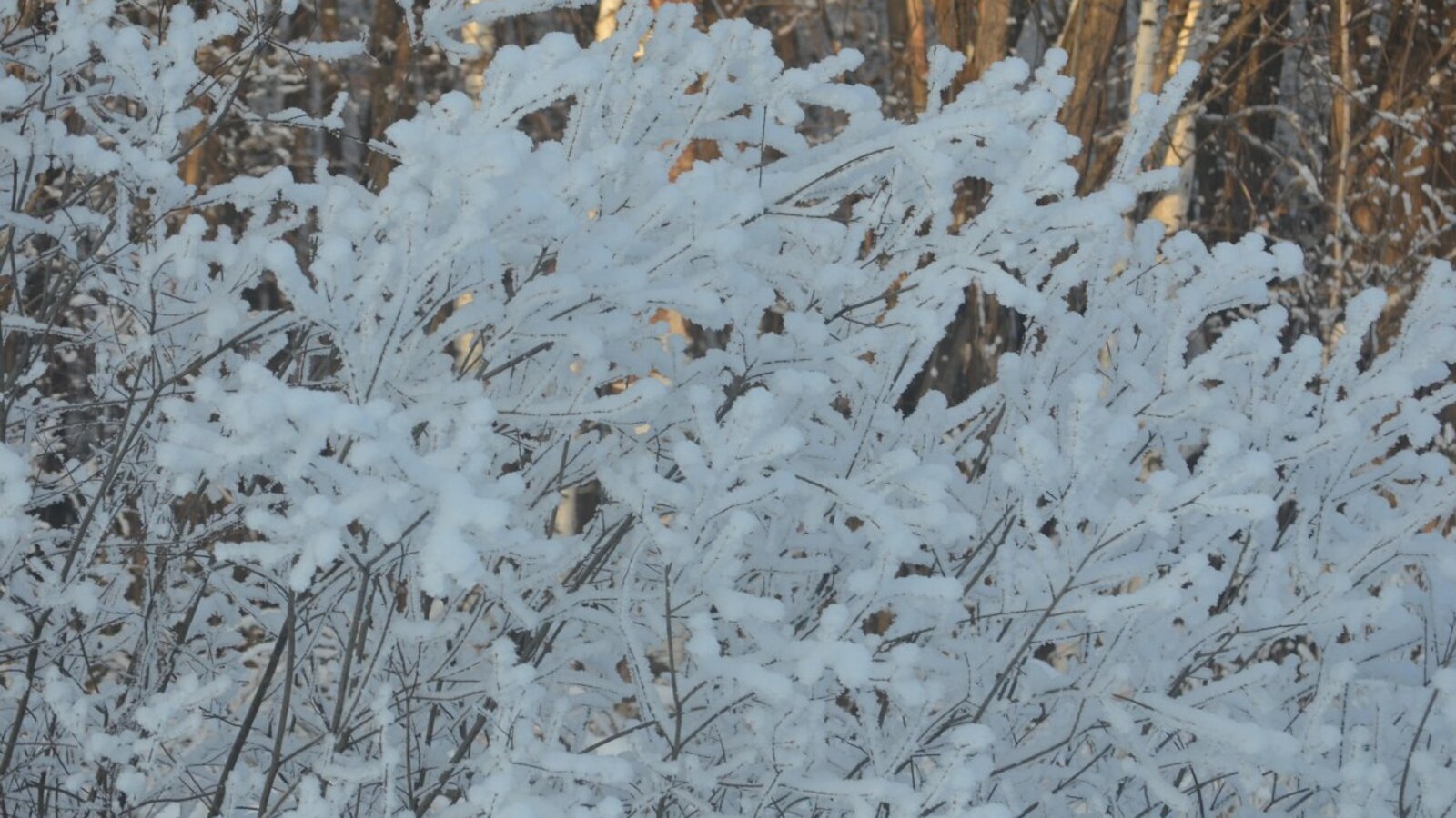 Ксения Калинина