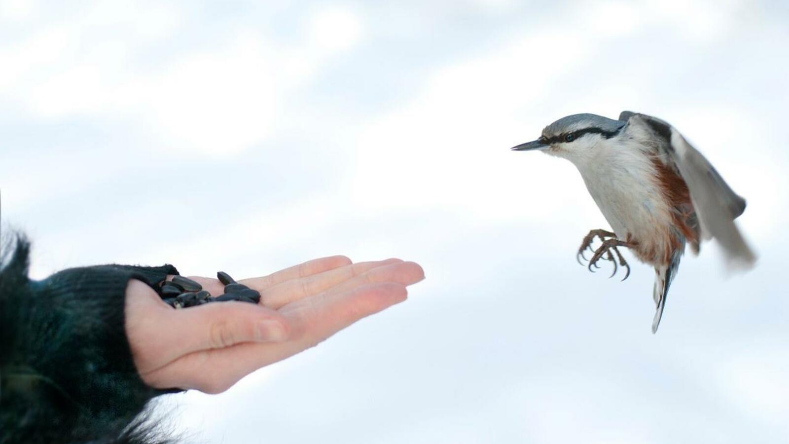 А. Григорьев, Э. Габбасова, П. Полежанкина, Д. Мокеев, К. Скамай, Г. Гайсина, группа «Наблюдатели природы Башкирии»