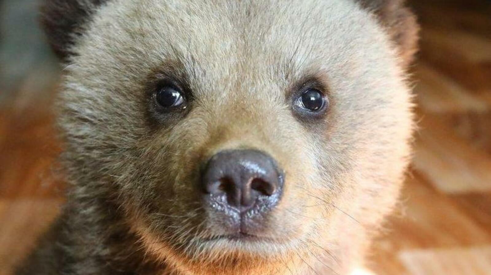 Валерий Шахов