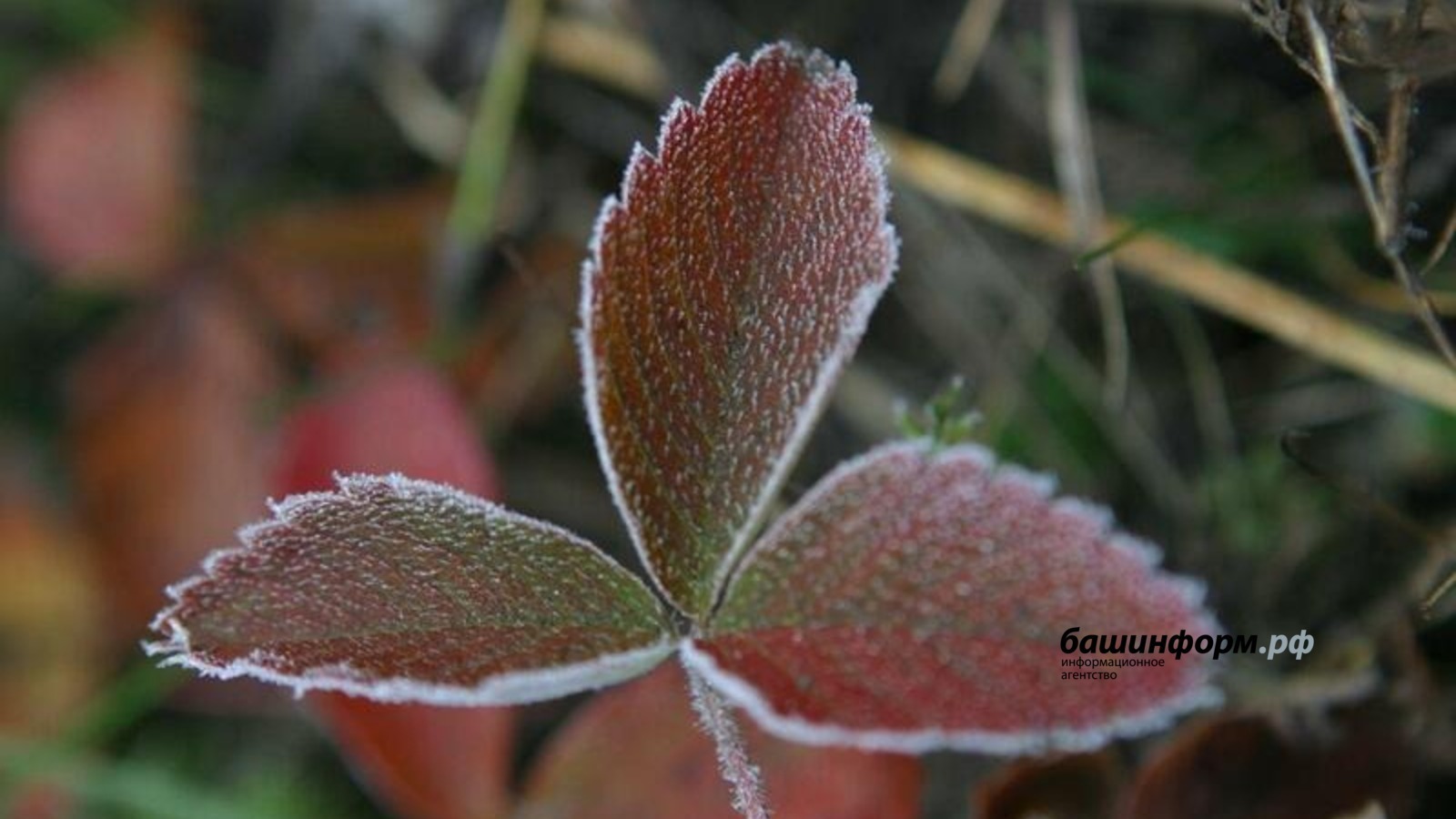 архив ИА "Башинформ"