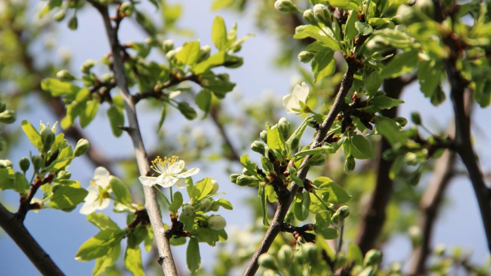 ИА «Башинформ»