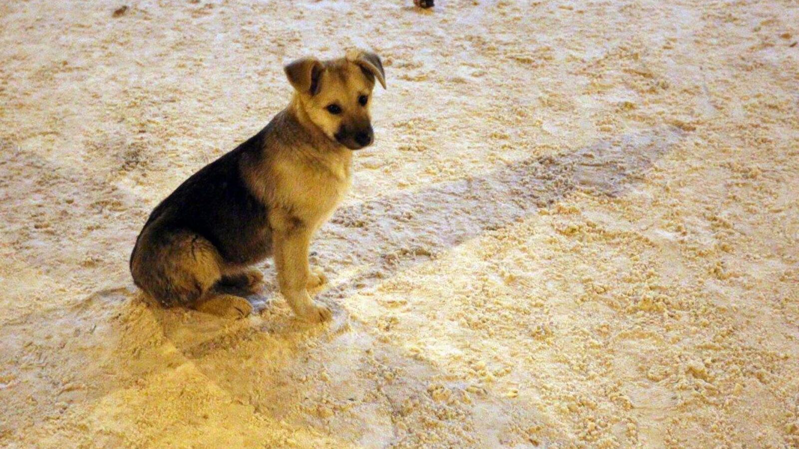 Олег Яровиков