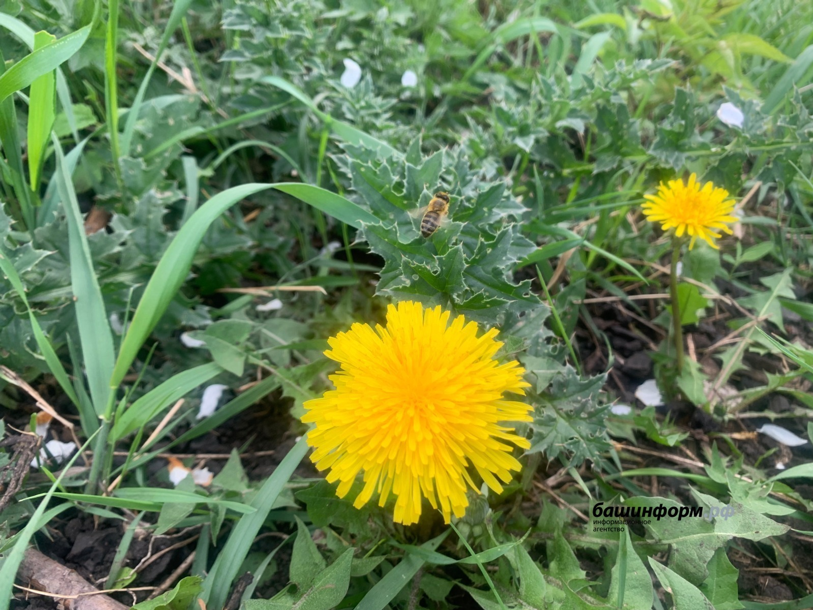 Галина Бахшиева