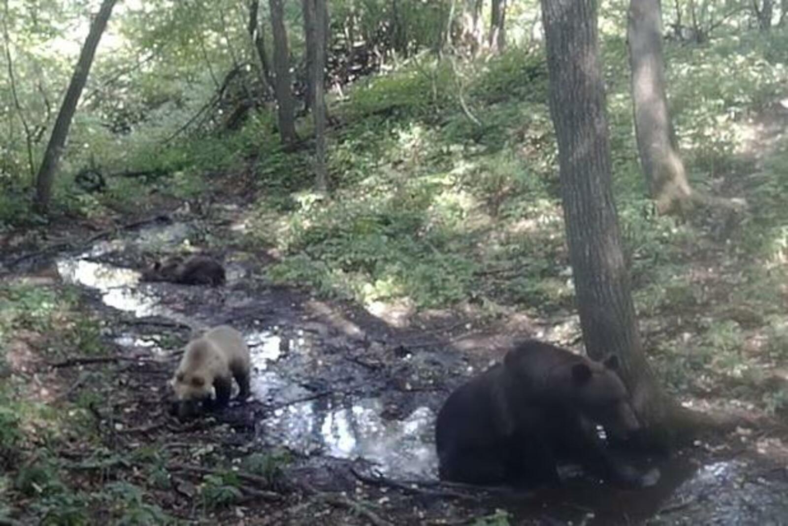 скриншот видео