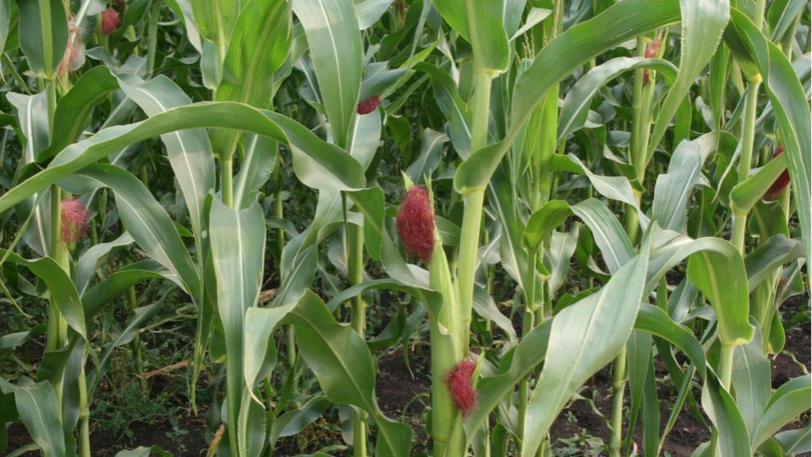 Национальный архив РБ