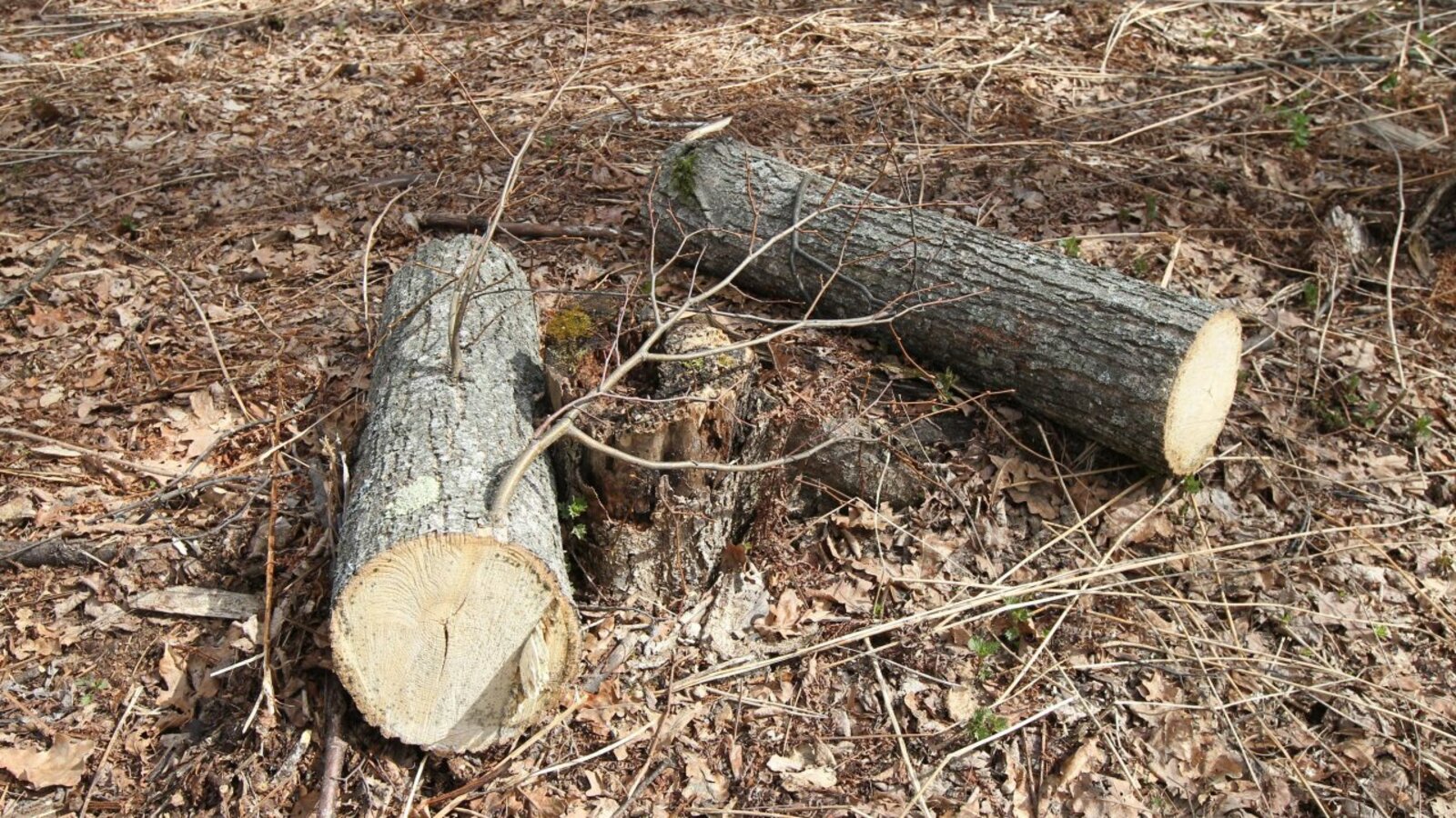 ИА «Башинформ»